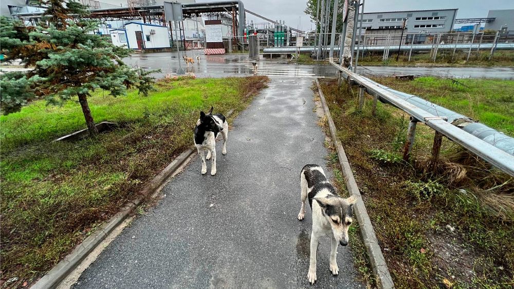 Dogs in Chernobyl could teach scientists how humans can live under ‘environmental assault’